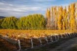 agricultural;agriculture;autuminal;autumn;autumn-colour;autumn-colours;autumnal;Central-Otago;central-otago-vineyard;central-otago-vineyards;central-otago-wineries;central-otago-winery;color;colors;colour;colours;country;countryside;crop;crops;cultivation;deciduous;fall;farm;farming;farmland;farms;field;fields;golden;grape;grapes;grapevine;horticulture;leaf;leaves;N.Z.;New-Zealand;NZ;Otago;Pisa-Valley;poplar;poplar-tree;poplar-trees;poplars;row;rows;rural;S.I.;season;seasonal;seasons;SI;Silver-Tussock-Vineyard;South-Island;tree;trees;vine;vines;vineyard;vineyards;vintage;willow;willow-tree;willow-trees;willows;wineage;wineries;winery;wines;yellow