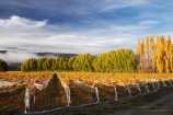 agricultural;agriculture;autuminal;autumn;autumn-colour;autumn-colours;autumnal;Central-Otago;central-otago-vineyard;central-otago-vineyards;central-otago-wineries;central-otago-winery;color;colors;colour;colours;country;countryside;crop;crops;cultivation;deciduous;fall;farm;farming;farmland;farms;field;fields;golden;grape;grapes;grapevine;horticulture;leaf;leaves;N.Z.;New-Zealand;NZ;Otago;Pisa-Valley;poplar;poplar-tree;poplar-trees;poplars;row;rows;rural;S.I.;season;seasonal;seasons;SI;Silver-Tussock-Vineyard;South-Island;tree;trees;vine;vines;vineyard;vineyards;vintage;willow;willow-tree;willow-trees;willows;wineage;wineries;winery;wines;yellow
