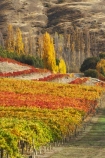 agricultural;agriculture;autuminal;autumn;autumn-colour;autumn-colours;autumnal;Bannockburn;Central-Otago;central-otago-vineyard;central-otago-vineyards;central-otago-wineries;central-otago-winery;color;colors;colour;colours;country;countryside;cromwell;crop;crops;cultivation;deciduous;fall;farm;farming;farmland;farms;field;fields;gold;golden;grape;grapes;grapevine;horticulture;leaf;leaves;Mt-Difficulty-Vineyard;N.Z.;New-Zealand;NZ;orange;Otago;poplar;poplar-tree;poplar-trees;poplars;row;rows;rural;S.I.;season;seasonal;seasons;SI;south-island;tree;trees;vine;vines;vineyard;vineyards;vintage;wine;wineage;wineries;winery;wines;yellow