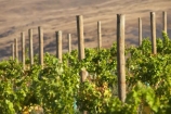 agricultural;agriculture;Bannockburn;Central-Otago;central-otago-vineyard;central-otago-vineyards;central-otago-wineries;central-otago-winery;country;countryside;Cromwell;crop;crops;cultivation;Domain-Rd-Vineyard;Domain-Road-Vineyard;farm;farming;farmland;farms;field;fields;grape;grapes;grapevine;horticulture;N.Z.;New-Zealand;NZ;post;posts;row;rows;rural;S.I.;SI;south-island;vine;vines;vineyard;vineyards;vintage;wineage;wineries;winery;wines