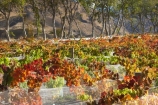 agricultural;agriculture;autuminal;autumn;autumnal;Bannockburn;bird-net;bird-nets;bird-netting;Central-Otago;central-otago-vineyard;central-otago-vineyards;central-otago-wineries;central-otago-winery;color;colors;colour;colours;country;countryside;Cromwell;crop;crops;cultivation;deciduous;Domain-Rd-Vineyard;Domain-Road-Vineyard;fall;farm;farming;farmland;farms;field;fields;grape;grapes;grapevine;horticulture;leaf;leaves;N.Z.;net;nets;netting;New-Zealand;NZ;orange;Otago;Pinot-Noir;red;row;rows;rural;S.I.;season;seasonal;seasons;SI;south-island;vine;vines;vineyard;vineyards;vintage;wineage;wineries;winery;wines;yellow