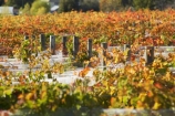 agricultural;agriculture;autuminal;autumn;autumnal;Bannockburn;bird-net;bird-nets;bird-netting;Central-Otago;central-otago-vineyard;central-otago-vineyards;central-otago-wineries;central-otago-winery;color;colors;colour;colours;country;countryside;Cromwell;crop;crops;cultivation;deciduous;Domain-Rd-Vineyard;Domain-Road-Vineyard;fall;farm;farming;farmland;farms;field;fields;grape;grapes;grapevine;horticulture;leaf;leaves;N.Z.;net;nets;netting;New-Zealand;NZ;orange;Otago;Pinot-Noir;red;row;rows;rural;S.I.;season;seasonal;seasons;SI;south-island;vine;vines;vineyard;vineyards;vintage;wineage;wineries;winery;wines;yellow