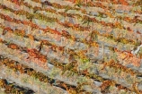 agricultural;agriculture;autuminal;autumn;autumnal;Bannockburn;bird-net;bird-nets;bird-netting;Central-Otago;central-otago-vineyard;central-otago-vineyards;central-otago-wineries;central-otago-winery;color;colors;colour;colours;country;countryside;Cromwell;crop;crops;cultivation;deciduous;Domain-Rd-Vineyard;Domain-Road-Vineyard;fall;farm;farming;farmland;farms;field;fields;grape;grapes;grapevine;horticulture;leaf;leaves;N.Z.;net;nets;netting;New-Zealand;NZ;orange;Otago;Pinot-Noir;red;row;rows;rural;S.I.;season;seasonal;seasons;SI;south-island;vine;vines;vineyard;vineyards;vintage;wineage;wineries;winery;wines;yellow
