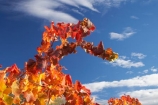 agricultural;agriculture;autuminal;autumn;autumnal;Bannockburn;Central-Otago;central-otago-vineyard;central-otago-vineyards;central-otago-wineries;central-otago-winery;color;colors;colour;colours;country;countryside;Cromwell;crop;crops;cultivation;deciduous;detail;distribution;Domain-Rd-Vineyard;Domain-Road-Vineyard;fall;farm;farming;farmland;farms;foliage;grape;grapes;grapevine;horticulture;leaf;leaves;N.Z.;New-Zealand;NZ;orange;Otago;Pinot-Noir;red;rural;S.I.;season;seasonal;seasons;SI;South-Island;texture;vein;veins;vine;vines;vineyard;vineyards;vintage;wineage;wineries;winery;wines