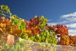 agricultural;agriculture;autuminal;autumn;autumnal;Bannockburn;Central-Otago;central-otago-vineyard;central-otago-vineyards;central-otago-wineries;central-otago-winery;color;colors;colour;colours;country;countryside;Cromwell;crop;crops;cultivation;deciduous;detail;distribution;Domain-Rd-Vineyard;Domain-Road-Vineyard;fall;farm;farming;farmland;farms;foliage;grape;grapes;grapevine;green;horticulture;leaf;leaves;N.Z.;New-Zealand;NZ;orange;Otago;Pinot-Noir;red;rural;S.I.;season;seasonal;seasons;SI;South-Island;texture;vein;veins;vine;vines;vineyard;vineyards;vintage;wineage;wineries;winery;wines