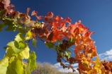 agricultural;agriculture;autuminal;autumn;autumnal;Bannockburn;Central-Otago;central-otago-vineyard;central-otago-vineyards;central-otago-wineries;central-otago-winery;color;colors;colour;colours;country;countryside;Cromwell;crop;crops;cultivation;deciduous;detail;distribution;Domain-Rd-Vineyard;Domain-Road-Vineyard;fall;farm;farming;farmland;farms;foliage;grape;grapes;grapevine;green;horticulture;leaf;leaves;N.Z.;New-Zealand;NZ;orange;Otago;Pinot-Noir;red;rural;S.I.;season;seasonal;seasons;SI;South-Island;texture;vein;veins;vine;vines;vineyard;vineyards;vintage;wineage;wineries;winery;wines