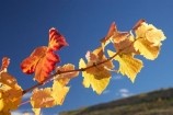 agricultural;agriculture;autuminal;autumn;autumnal;Bannockburn;Central-Otago;central-otago-vineyard;central-otago-vineyards;central-otago-wineries;central-otago-winery;color;colors;colour;colours;country;countryside;Cromwell;crop;crops;cultivation;deciduous;detail;distribution;Domain-Rd-Vineyard;Domain-Road-Vineyard;fall;farm;farming;farmland;farms;foliage;grape;grapes;grapevine;horticulture;leaf;leaves;N.Z.;New-Zealand;NZ;orange;Otago;Pinot-Noir;red;rural;S.I.;season;seasonal;seasons;SI;South-Island;texture;vein;veins;vine;vines;vineyard;vineyards;vintage;wineage;wineries;winery;wines;yellow