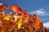 agricultural;agriculture;autuminal;autumn;autumnal;Bannockburn;Central-Otago;central-otago-vineyard;central-otago-vineyards;central-otago-wineries;central-otago-winery;color;colors;colour;colours;country;countryside;Cromwell;crop;crops;cultivation;deciduous;detail;distribution;Domain-Rd-Vineyard;Domain-Road-Vineyard;fall;farm;farming;farmland;farms;foliage;grape;grapes;grapevine;horticulture;leaf;leaves;N.Z.;New-Zealand;NZ;orange;Otago;Pinot-Noir;red;rural;S.I.;season;seasonal;seasons;SI;South-Island;texture;vein;veins;vine;vines;vineyard;vineyards;vintage;wineage;wineries;winery;wines