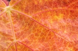 agricultural;agriculture;autuminal;autumn;autumnal;Bannockburn;Central-Otago;central-otago-vineyard;central-otago-vineyards;central-otago-wineries;central-otago-winery;close-up;close_up;closeup;color;colors;colour;colours;country;countryside;Cromwell;crop;crops;cultivation;deciduous;detail;distribution;Domain-Rd-Vineyard;Domain-Road-Vineyard;fall;farm;farming;farmland;farms;foliage;grape;grapes;grapevine;horticulture;leaf;leaves;N.Z.;New-Zealand;NZ;orange;Otago;Pinot-Noir;red;rural;S.I.;season;seasonal;seasons;SI;South-Island;texture;vein;veins;vine;vines;vineyard;vineyards;vintage;wineage;wineries;winery;wines