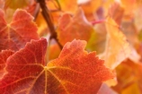 agricultural;agriculture;autuminal;autumn;autumnal;Bannockburn;Central-Otago;central-otago-vineyard;central-otago-vineyards;central-otago-wineries;central-otago-winery;close-up;close_up;closeup;color;colors;colour;colours;country;countryside;Cromwell;crop;crops;cultivation;deciduous;detail;distribution;Domain-Rd-Vineyard;Domain-Road-Vineyard;fall;farm;farming;farmland;farms;foliage;grape;grapes;grapevine;horticulture;leaf;leaves;N.Z.;New-Zealand;NZ;orange;Otago;Pinot-Noir;red;rural;S.I.;season;seasonal;seasons;SI;South-Island;texture;vein;veins;vine;vines;vineyard;vineyards;vintage;wineage;wineries;winery;wines