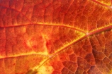 agricultural;agriculture;autuminal;autumn;autumnal;Bannockburn;Central-Otago;central-otago-vineyard;central-otago-vineyards;central-otago-wineries;central-otago-winery;close-up;close_up;closeup;color;colors;colour;colours;country;countryside;Cromwell;crop;crops;cultivation;deciduous;detail;distribution;Domain-Rd-Vineyard;Domain-Road-Vineyard;fall;farm;farming;farmland;farms;foliage;grape;grapes;grapevine;horticulture;leaf;leaves;N.Z.;New-Zealand;NZ;orange;Otago;Pinot-Noir;red;rural;S.I.;season;seasonal;seasons;SI;South-Island;texture;vein;veins;vine;vines;vineyard;vineyards;vintage;wineage;wineries;winery;wines