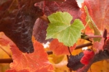 agricultural;agriculture;autuminal;autumn;autumnal;Bannockburn;Central-Otago;central-otago-vineyard;central-otago-vineyards;central-otago-wineries;central-otago-winery;close-up;close_up;closeup;color;colors;colour;colours;country;countryside;Cromwell;crop;crops;cultivation;deciduous;detail;distribution;Domain-Rd-Vineyard;Domain-Road-Vineyard;fall;farm;farming;farmland;farms;foliage;grape;grapes;grapevine;green;horticulture;leaf;leaves;N.Z.;New-Zealand;NZ;orange;Otago;Pinot-Noir;red;rural;S.I.;season;seasonal;seasons;SI;South-Island;texture;vein;veins;vine;vines;vineyard;vineyards;vintage;wineage;wineries;winery;wines