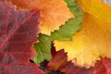 agricultural;agriculture;autuminal;autumn;autumnal;Bannockburn;Central-Otago;central-otago-vineyard;central-otago-vineyards;central-otago-wineries;central-otago-winery;close-up;close_up;closeup;color;colors;colour;colours;country;countryside;Cromwell;crop;crops;cultivation;deciduous;detail;distribution;Domain-Rd-Vineyard;Domain-Road-Vineyard;fall;farm;farming;farmland;farms;foliage;grape;grapes;grapevine;green;horticulture;leaf;leaves;N.Z.;New-Zealand;NZ;orange;Otago;Pinot-Noir;red;rural;S.I.;season;seasonal;seasons;SI;South-Island;texture;vein;veins;vine;vines;vineyard;vineyards;vintage;wineage;wineries;winery;wines;yellow