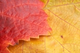 agricultural;agriculture;autuminal;autumn;autumnal;Bannockburn;Central-Otago;central-otago-vineyard;central-otago-vineyards;central-otago-wineries;central-otago-winery;close-up;close_up;closeup;color;colors;colour;colours;country;countryside;Cromwell;crop;crops;cultivation;deciduous;detail;distribution;Domain-Rd-Vineyard;Domain-Road-Vineyard;fall;farm;farming;farmland;farms;foliage;grape;grapes;grapevine;horticulture;leaf;leaves;N.Z.;New-Zealand;NZ;orange;Otago;Pinot-Noir;red;rural;S.I.;season;seasonal;seasons;SI;South-Island;texture;vein;veins;vine;vines;vineyard;vineyards;vintage;wineage;wineries;winery;wines