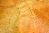 agricultural;agriculture;autuminal;autumn;autumnal;Bannockburn;Central-Otago;central-otago-vineyard;central-otago-vineyards;central-otago-wineries;central-otago-winery;close-up;close_up;closeup;color;colors;colour;colours;country;countryside;Cromwell;crop;crops;cultivation;deciduous;detail;distribution;Domain-Rd-Vineyard;Domain-Road-Vineyard;fall;farm;farming;farmland;farms;foliage;grape;grapes;grapevine;horticulture;leaf;leaves;N.Z.;New-Zealand;NZ;orange;Otago;Pinot-Noir;red;rural;S.I.;season;seasonal;seasons;SI;South-Island;texture;vein;veins;vine;vines;vineyard;vineyards;vintage;wineage;wineries;winery;wines