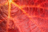 agricultural;agriculture;autuminal;autumn;autumnal;Bannockburn;Central-Otago;central-otago-vineyard;central-otago-vineyards;central-otago-wineries;central-otago-winery;close-up;close_up;closeup;color;colors;colour;colours;country;countryside;Cromwell;crop;crops;cultivation;deciduous;detail;distribution;Domain-Rd-Vineyard;Domain-Road-Vineyard;fall;farm;farming;farmland;farms;foliage;grape;grapes;grapevine;horticulture;leaf;leaves;N.Z.;New-Zealand;NZ;orange;Otago;Pinot-Noir;red;rural;S.I.;season;seasonal;seasons;SI;South-Island;texture;vein;veins;vine;vines;vineyard;vineyards;vintage;wineage;wineries;winery;wines