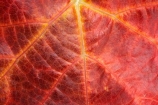 agricultural;agriculture;autuminal;autumn;autumnal;Bannockburn;Central-Otago;central-otago-vineyard;central-otago-vineyards;central-otago-wineries;central-otago-winery;close-up;close_up;closeup;color;colors;colour;colours;country;countryside;Cromwell;crop;crops;cultivation;deciduous;detail;distribution;Domain-Rd-Vineyard;Domain-Road-Vineyard;fall;farm;farming;farmland;farms;foliage;grape;grapes;grapevine;horticulture;leaf;leaves;N.Z.;New-Zealand;NZ;orange;Otago;Pinot-Noir;red;rural;S.I.;season;seasonal;seasons;SI;South-Island;texture;vein;veins;vine;vines;vineyard;vineyards;vintage;wineage;wineries;winery;wines