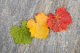agricultural;agriculture;autuminal;autumn;autumnal;Bannockburn;Central-Otago;central-otago-vineyard;central-otago-vineyards;central-otago-wineries;central-otago-winery;close-up;close_up;closeup;color;colors;colour;colours;country;countryside;Cromwell;crop;crops;cultivation;deciduous;detail;distribution;Domain-Rd-Vineyard;Domain-Road-Vineyard;fall;farm;farming;farmland;farms;foliage;grape;grapes;grapevine;green;horticulture;leaf;leaves;N.Z.;New-Zealand;NZ;orange;Otago;Pinot-Noir;red;rural;S.I.;season;seasonal;seasons;SI;South-Island;texture;vein;veins;vine;vines;vineyard;vineyards;vintage;wineage;wineries;winery;wines;yellow