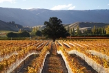 agricultural;agriculture;autuminal;autumn;autumn-colour;autumn-colours;autumnal;bird-net;bird-nets;bird-netting;Central-Otago;central-otago-vineyard;central-otago-vineyards;central-otago-wineries;central-otago-winery;color;colors;colour;colours;country;countryside;Cromwell;crop;crops;cultivation;deciduous;fall;farm;farming;farmland;farms;field;fields;golden;grape;grapes;grapevine;horticulture;N.Z.;net;nets;New-Zealand;NZ;Otago;Pisa-Range;row;rows;rural;S.I.;season;seasonal;seasons;SI;South-Is.;South-Island;tree;trees;vine;vines;vineyard;vineyards;vintage;wineage;wineries;winery;wines;Wooing-Tree-Vineyard;Wooing-Tree-Vineyards;Wooing-Tree-Winery;Wooing-Tree-Wines;yellow