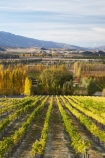 agricultural;agriculture;autuminal;autumn;autumn-colour;autumn-colours;autumnal;Bannockburn;Central-Otago;central-otago-vineyard;central-otago-vineyards;central-otago-wineries;central-otago-winery;color;colors;colour;colours;country;countryside;crop;crops;cultivation;deciduous;fall;farm;farming;farmland;farms;field;fields;golden;grape;grapes;grapevine;horticulture;Mount-Difficulty-Vineyard;Mount-Difficulty-Vineyards;Mount-Difficulty-Winery;Mount-Difficulty-Wines;Mt-Difficulty-Vineyard;Mt-Difficulty-Vineyards;Mt-Difficulty-Winery;Mt-Difficulty-Wines;Mt.-Difficulty-Vineyard;Mt.-Difficulty-Vineyards;Mt.-Difficulty-Winery;Mt.-Difficulty-Wines;N.Z.;near-Cromwell;New-Zealand;NZ;Otago;poplar;poplar-tree;poplar-trees;poplars;row;rows;rural;S.I.;season;seasonal;seasons;SI;South-Is.;South-Island;tree;trees;vine;vines;vineyard;vineyards;vintage;wineage;wineries;winery;wines;yellow