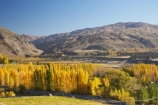agricultural;agriculture;autuminal;autumn;autumn-colour;autumn-colours;autumnal;Bannockburn;Central-Otago;central-otago-vineyard;central-otago-vineyards;central-otago-wineries;central-otago-winery;color;colors;colour;colours;country;countryside;crop;crops;cultivation;deciduous;fall;farm;farming;farmland;farms;field;fields;golden;grape;grapes;grapevine;horticulture;Mount-Difficulty-Vineyard;Mount-Difficulty-Vineyards;Mount-Difficulty-Winery;Mount-Difficulty-Wines;Mount-Michael;Mt-Difficulty-Vineyard;Mt-Difficulty-Vineyards;Mt-Difficulty-Winery;Mt-Difficulty-Wines;Mt-Michael;Mt.-Difficulty-Vineyard;Mt.-Difficulty-Vineyards;Mt.-Difficulty-Winery;Mt.-Difficulty-Wines;Mt.-Michael;N.Z.;near-Cromwell;New-Zealand;NZ;Otago;poplar;poplar-tree;poplar-trees;poplars;row;rows;rural;S.I.;season;seasonal;seasons;SI;South-Is.;South-Island;tree;trees;vine;vines;vineyard;vineyards;vintage;wineage;wineries;winery;wines;yellow