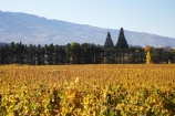 agricultural;agriculture;autuminal;autumn;autumn-colour;autumn-colours;autumnal;Central-Otago;central-otago-vineyard;central-otago-vineyards;central-otago-wineries;central-otago-winery;color;colors;colour;colours;Cornish-Point-Vineyard;country;countryside;Cromwell;crop;crops;cultivation;deciduous;fall;farm;farming;farmland;farms;Felton-Road-Wines;field;fields;golden;grape;grapes;grapevine;horticulture;N.Z.;New-Zealand;NZ;Otago;Pisa-Range;row;rows;rural;S.I.;season;seasonal;seasons;SI;South-Is.;South-Island;tree;trees;vine;vines;vineyard;vineyards;vintage;wineage;wineries;winery;wines;yellow