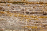 agricultural;agriculture;autuminal;autumn;autumn-colour;autumn-colours;autumnal;Bannockburn;bird-nets;bird-netting;Central-Otago;central-otago-vineyard;central-otago-vineyards;central-otago-wineries;central-otago-winery;color;colors;colour;colours;country;countryside;crop;crops;cultivation;deciduous;fall;farm;farming;farmland;farms;field;fields;golden;grape;grapes;grapevine;horticulture;leaf;leaves;Mount-Difficulty-Vineyard;Mount-Difficulty-Vineyards;Mount-Difficulty-Winery;Mount-Difficulty-Wines;Mt-Difficulty-Vineyard;Mt-Difficulty-Vineyards;Mt-Difficulty-Winery;Mt-Difficulty-Wines;Mt.-Difficulty-Vineyard;Mt.-Difficulty-Vineyards;Mt.-Difficulty-Winery;Mt.-Difficulty-Wines;N.Z.;near-Cromwell;net;nets;netting;New-Zealand;NZ;Otago;row;rows;rural;S.I.;season;seasonal;seasons;SI;South-Is;South-Is.;South-Island;tree;trees;vine;vines;vineyard;vineyards;vintage;wineage;wineries;winery;wines;yellow