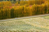 agricultural;agriculture;autuminal;autumn;autumn-colour;autumn-colours;autumnal;Bannockburn;Central-Otago;central-otago-vineyard;central-otago-vineyards;central-otago-wineries;central-otago-winery;color;colors;colour;colours;country;countryside;crop;crops;cultivation;deciduous;fall;farm;farming;farmland;farms;field;fields;golden;grape;grapes;grapevine;horticulture;leaf;leaves;line;lines;Mount-Difficulty-Vineyard;Mount-Difficulty-Vineyards;Mount-Difficulty-Winery;Mount-Difficulty-Wines;Mt-Difficulty-Vineyard;Mt-Difficulty-Vineyards;Mt-Difficulty-Winery;Mt-Difficulty-Wines;Mt.-Difficulty-Vineyard;Mt.-Difficulty-Vineyards;Mt.-Difficulty-Winery;Mt.-Difficulty-Wines;N.Z.;near-Cromwell;New-Zealand;NZ;Otago;pattern;patterns;poplar;poplar-tree;poplar-trees;poplars;row;rows;rural;S.I.;season;seasonal;seasons;SI;South-Is;South-Is.;south-island;Sth-Is;tree;trees;vine;vines;vineyard;vineyards;vintage;wineage;wineries;winery;wines;yellow