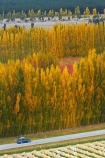 agricultural;agriculture;autuminal;autumn;autumn-colour;autumn-colours;autumnal;Bannockburn;car;cars;Central-Otago;central-otago-vineyard;central-otago-vineyards;central-otago-wineries;central-otago-winery;color;colors;colour;colours;country;countryside;crop;crops;cultivation;deciduous;fall;farm;farming;farmland;farms;field;fields;golden;grape;grapes;grapevine;horticulture;leaf;leaves;line;lines;Mount-Difficulty-Vineyard;Mount-Difficulty-Vineyards;Mount-Difficulty-Winery;Mount-Difficulty-Wines;Mt-Difficulty-Vineyard;Mt-Difficulty-Vineyards;Mt-Difficulty-Winery;Mt-Difficulty-Wines;Mt.-Difficulty-Vineyard;Mt.-Difficulty-Vineyards;Mt.-Difficulty-Winery;Mt.-Difficulty-Wines;N.Z.;near-Cromwell;New-Zealand;NZ;Otago;pattern;patterns;poplar;poplar-tree;poplar-trees;poplars;row;rows;rural;S.I.;season;seasonal;seasons;SI;South-Is;South-Is.;south-island;Sth-Is;tree;trees;vine;vines;vineyard;vineyards;vintage;wineage;wineries;winery;wines;yellow