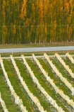 agricultural;agriculture;autuminal;autumn;autumn-colour;autumn-colours;autumnal;Bannockburn;Central-Otago;central-otago-vineyard;central-otago-vineyards;central-otago-wineries;central-otago-winery;color;colors;colour;colours;country;countryside;crop;crops;cultivation;deciduous;fall;farm;farming;farmland;farms;field;fields;golden;grape;grapes;grapevine;horticulture;leaf;leaves;line;lines;Mount-Difficulty-Vineyard;Mount-Difficulty-Vineyards;Mount-Difficulty-Winery;Mount-Difficulty-Wines;Mt-Difficulty-Vineyard;Mt-Difficulty-Vineyards;Mt-Difficulty-Winery;Mt-Difficulty-Wines;Mt.-Difficulty-Vineyard;Mt.-Difficulty-Vineyards;Mt.-Difficulty-Winery;Mt.-Difficulty-Wines;N.Z.;near-Cromwell;New-Zealand;NZ;Otago;pattern;patterns;poplar;poplar-tree;poplar-trees;poplars;row;rows;rural;S.I.;season;seasonal;seasons;SI;South-Is;South-Is.;south-island;Sth-Is;tree;trees;vine;vines;vineyard;vineyards;vintage;wineage;wineries;winery;wines;yellow