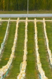 agricultural;agriculture;autuminal;autumn;autumn-colour;autumn-colours;autumnal;Bannockburn;bird-nets;bird-netting;Central-Otago;central-otago-vineyard;central-otago-vineyards;central-otago-wineries;central-otago-winery;color;colors;colour;colours;country;countryside;crop;crops;cultivation;deciduous;fall;farm;farming;farmland;farms;field;fields;golden;grape;grapes;grapevine;green;green-and-yellow;horticulture;leaf;leaves;line;lines;Mount-Difficulty-Vineyard;Mount-Difficulty-Vineyards;Mount-Difficulty-Winery;Mount-Difficulty-Wines;Mt-Difficulty-Vineyard;Mt-Difficulty-Vineyards;Mt-Difficulty-Winery;Mt-Difficulty-Wines;Mt.-Difficulty-Vineyard;Mt.-Difficulty-Vineyards;Mt.-Difficulty-Winery;Mt.-Difficulty-Wines;N.Z.;near-Cromwell;net;nets;netting;New-Zealand;NZ;Otago;pattern;patterns;row;rows;rural;S.I.;season;seasonal;seasons;SI;South-Is;South-Is.;south-island;Sth-Is;tree;trees;vine;vines;vineyard;vineyards;vintage;wineage;wineries;winery;wines;yellow;yellow-and-green