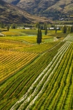 agricultural;agriculture;autuminal;autumn;autumn-colour;autumn-colours;autumnal;Bannockburn;Central-Otago;central-otago-vineyard;central-otago-vineyards;central-otago-wineries;central-otago-winery;color;colors;colour;colours;country;countryside;crop;crops;cultivation;deciduous;fall;farm;farming;farmland;farms;Felton-Road-Vineyard;Felton-Road-Vineyards;Felton-Road-Wines;field;fields;golden;grape;grapes;grapevine;horticulture;leaf;leaves;N.Z.;near-Cromwell;New-Zealand;NZ;Otago;poplar;poplar-tree;poplar-trees;poplars;row;rows;rural;S.I.;season;seasonal;seasons;SI;South-Is;South-Is.;South-Island;Sth-Is;tree;trees;vine;vines;vineyard;vineyards;vintage;wineage;wineries;winery;wines;yellow