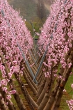 bloom;blooming;blooms;blossom;blossoming;blossoms;Central-Otago;country;countryside;Cromwell;crop;crops;farm;farming;farmland;farms;field;fresh;fruit;fruit-tree;fruit-trees;grow;growth;horticulture;New-Zealand;orchard;orchards;pink;renew;row;rows;rural;season;seasonal;seasons;South-Island;spring;springtime;tree;trees