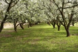 Alexandra;bloom;blooming;blooms;blossom;blossoming;blossoms;Central-Otago;country;countryside;crop;crops;farm;farming;farmland;farms;field;fresh;fruit;fruit-tree;fruit-trees;Fruitlands;grow;growth;horticulture;New-Zealand;orchard;orchards;renew;row;rows;rural;season;seasonal;seasons;South-Island;spring;springtime;tree;trees