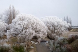 beautiful;calm;calmness;Central-Otago;Central-Otago-Rail-Trail;Chateau-Creek;Chatto-Creek;clean;clear;cold;Coldness;Color;Colour;Daytime;Exterior;freeze;freezing;freezing-fog;frost;Frosted;frosty;high-country;hoar-frost;hoar-frosts;Hoarfrost;hoarfrosts;ice;ice-crystals;icy;idyllic;Landscape;Landscapes;Maniototo;N.Z.;natural;Nature;new-zealand;NZ;Otago;Otago-Central-Rail-Trail;Outdoor;Outdoors;Outside;peaceful;Peacefulness;phenomena;phenomenon;pure;Quiet;Quietness;rail-trail;rail-trails;rime;rime-ice;S.I.;Scenic;Scenics;Season;Seasons;SI;silence;south-island;spectacular;stunning;tranquil;tranquility;tree;trees;view;water;weather;White;willow;willow-tree;willow-trees;willows;winter;Wintertime;wintery;wintry