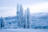 agricultural;agriculture;Alexandra;beautiful;calm;calmness;Central-Otago;clean;clear;cold;Coldness;Color;Colour;country;countryside;Daytime;Exterior;farm;farming;farmland;farms;field;fields;freeze;freezing;freezing-fog;frost;Frosted;frosty;Fruitlands;high-country;hoar-frost;hoar-frosts;Hoarfrost;hoarfrosts;ice;ice-crystals;icy;idyllic;Landscape;Landscapes;meadow;meadows;N.Z.;natural;Nature;new-zealand;NZ;Otago;Outdoor;Outdoors;Outside;paddock;paddocks;pasture;pastures;peaceful;Peacefulness;phenomena;phenomenon;poplar;poplar-tree;poplar-trees;poplars;pure;Quiet;Quietness;rime;rime-ice;rural;S.I.;Scenic;Scenics;Season;Seasons;SI;silence;south-island;spectacular;stunning;tranquil;tranquility;tree;trees;view;water;weather;White;winter;Wintertime;wintery;wintry
