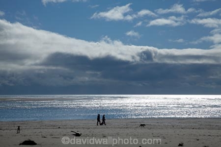 Aotearoa;beach;beaches;Canterbury;Christchurch;coast;coastal;coastline;dog;dogs;N.Z.;New-Zealand;NZ;ocean;oceans;sand;sandy;sea;seas;shore;shoreline;South-Is;South-Island;Sth-Is;Sumner;Sumner-Beach;sunlight