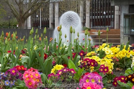bloom;blooming;blooms;Canterbury;Christchurch;colour;colourful;flower;Flowers;fountain;fountains;fresh;grow;growth;N.Z.;New-Zealand;NZ;polyanthus;renew;S.I.;season;seasonal;seasons;SI;South-Is.;South-Island;spring;springtime;Town-Hall-Fountain;Victoria-Sq;Victoria-Sq.;Victoria-Square;water-feature