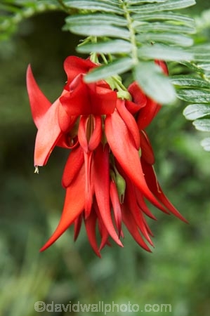 bloom;blooming;blooms;Botanic-Garden;Botanic-Gardens;Botanical-Garden;Botanical-Gardens;Canterbury;Christchurch;Christchurch-Botanic-Garden;Christchurch-Botanic-Gardens;Christchurch-Botanical-Garden;Christchurch-Botanical-Gardens;Clianthus-puniceus;flower;flowers;fresh;grow;growth;Kaka-Beak;Kaka_beak;Kakabeak;N.Z.;New-Zealand;NZ;renew;S.I.;season;seasonal;seasons;SI;South-Is.;South-Island;spring;springtime