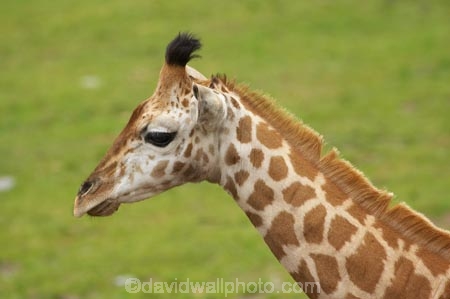 African;Baringo-Giraffe;Baringo-Giraffes;calf;calves;Canterbury;Christchurch;fauna;Giraffa-camelopardalis;Giraffa-camelopardalis-rothschildsi;Giraffidae;head;heads;long-neck;mammal;mammals;N.Z.;New-Zealand;Northern-Giraffe;Northern-Giraffes;NZ;Orana-Wildlife-Park;Rothschild-Giraffe;Rothschild-Giraffes;Rothschilds-Giraffe;Rothschilds-Giraffes;Rothschilds-Giraffe;Rothschilds-Giraffes;S.I;SI;South-Is;South-island;Ugandan-Giraffe;Ugandan-Giraffes;wildlife;wildlife-park;wildlife-parks;zoo;zoos
