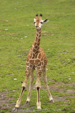 African;Baringo-Giraffe;Baringo-Giraffes;calf;calves;Canterbury;Christchurch;fauna;Giraffa-camelopardalis;Giraffa-camelopardalis-rothschildsi;Giraffidae;long-neck;mammal;mammals;N.Z.;New-Zealand;Northern-Giraffe;Northern-Giraffes;NZ;Orana-Wildlife-Park;Rothschild-Giraffe;Rothschild-Giraffes;Rothschilds-Giraffe;Rothschilds-Giraffes;Rothschilds-Giraffe;Rothschilds-Giraffes;S.I;SI;South-Is;South-island;Ugandan-Giraffe;Ugandan-Giraffes;wildlife;wildlife-park;wildlife-parks;zoo;zoos
