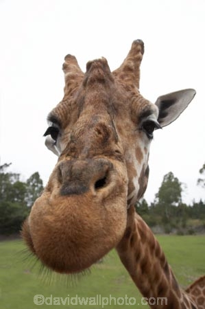 African;Baringo-Giraffe;Baringo-Giraffes;Canterbury;Christchurch;fauna;Giraffa-camelopardalis;Giraffa-camelopardalis-rothschildsi;Giraffidae;head;heads;long-neck;mammal;mammals;N.Z.;New-Zealand;Northern-Giraffe;Northern-Giraffes;NZ;Orana-Wildlife-Park;Rothschild-Giraffe;Rothschild-Giraffes;Rothschilds-Giraffe;Rothschilds-Giraffes;Rothschilds-Giraffe;Rothschilds-Giraffes;S.I;SI;South-Is;South-island;Ugandan-Giraffe;Ugandan-Giraffes;wildlife;wildlife-park;wildlife-parks;zoo;zoos
