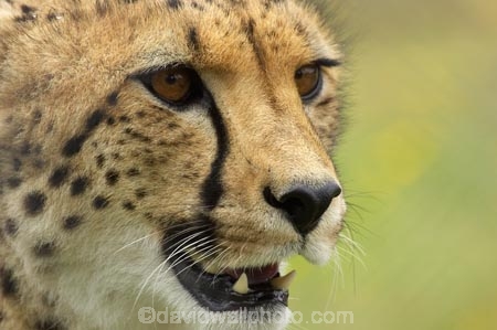 Acinonyx-jubatus;African;Canterbury;carnivore;carnivorous;cat;cats;cheetah;cheetahs;Christchurch;fauna;felidae;mammal;mammals;N.Z.;New-Zealand;NZ;Orana-Wildlife-Park;S.I;SI;South-Is;South-island;wildlife;wildlife-park;wildlife-parks;zoo;zoos