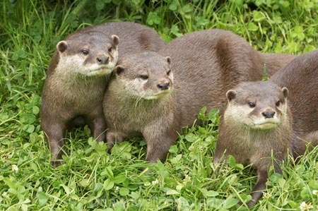 African;animals;anuimal;Aonyx-cinerea;Asian-Small_clawed-Otter;Asian-Small_clawed-Otters;Canterbury;Christchurch;fauna;mammal;mammals;N.Z.;New-Zealand;NZ;Orana-Wildlife-Park;Oriental-Small_clawed-Otter;Oriental-Small_clawed-Otters;otter;otters;S.I;SI;South-Is;South-island;three;wildlife;wildlife-park;wildlife-parks;zoo;zoos