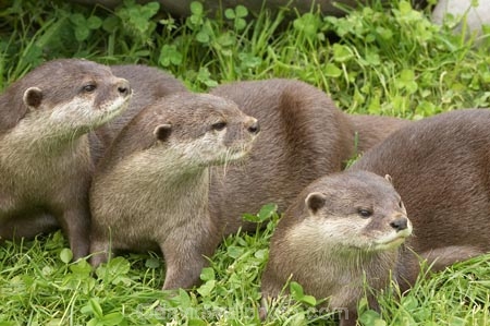 African;animals;anuimal;Aonyx-cinerea;Asian-Small_clawed-Otter;Asian-Small_clawed-Otters;Canterbury;Christchurch;fauna;mammal;mammals;N.Z.;New-Zealand;NZ;Orana-Wildlife-Park;Oriental-Small_clawed-Otter;Oriental-Small_clawed-Otters;otter;otters;S.I;SI;South-Is;South-island;three;wildlife;wildlife-park;wildlife-parks;zoo;zoos
