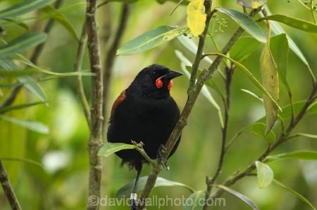 Animal;animals;avian;bird;bird-watching;bird_watching;birds;Canterbury;Christchurch;eco-tourism;eco_tourism;ecotourism;endangered;endemic;Fauna;N.Z.;native;Natural;Nature;New-Zealand;NZ;Orana-Wildlife-Park;Ornithology;Philesturnus-carunculatus;rare;S.I;Saddleback;SI;South-Is;South-island;species;threatened;Tieke;Wildlife;wildlife-park;wildlife-parks;zoo;zoos