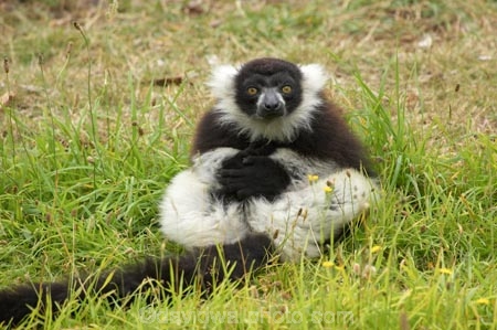African;animal;animals;Black-and-White-Ruffed-Lemur;Black-and-White-Ruffed-Lemurs;Black_and_White-Ruffed-Lemur;Black_and_White-Ruffed-Lemurs;Canterbury;Christchurch;fauna;lemur;lemurs;mammal;mammals;N.Z.;New-Zealand;NZ;Orana-Wildlife-Park;primate;primates;S.I;SI;South-Is;South-island;Varecia-variegata;wildlife;wildlife-park;wildlife-parks;zoo;zoos