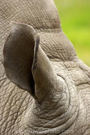 African;animal;animals;Canterbury;Ceratotherium-simum;Ceratotherium-simum-simum;Christchurch;close_up;detail;ear;ears;fauna;hear;hearing;mammal;mammals;N.Z.;New-Zealand;NZ;Orana-Wildlife-Park;rhino;rhinoceri;rhinoceroi;rhinoceros;rhinoceroses;rhinos;S.I;SI;South-Is;South-island;Southern-White-Rhinoceros;Square_lipped-Rhinoceros;wildlife;wildlife-park;wildlife-parks;wrinkle;wrinkles;wrinkly;zoo;zoos