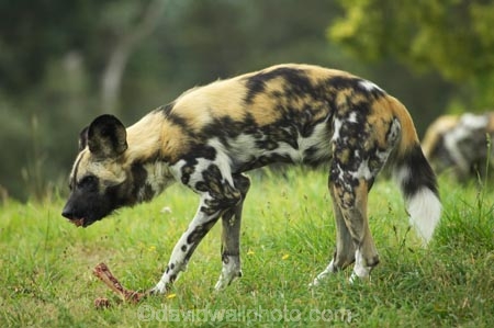 African;African-Hunting-Dog;African-Wild-Dog;Canidae;Canterbury;Cape-Hunting-Dog;carnivore;carnivorous;Christchurch;fauna;Lycaon-pictus;mammal;mammals;N.Z.;New-Zealand;NZ;Orana-Wildlife-Park;Painted-Hunting-Dog;painted-wolf;S.I;SI;South-Is;South-island;Wildehond;wildlife;wildlife-park;wildlife-parks;zoo;zoos
