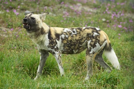 African;African-Hunting-Dog;African-Wild-Dog;Canidae;Canterbury;Cape-Hunting-Dog;carnivore;carnivorous;Christchurch;fauna;Lycaon-pictus;mammal;mammals;N.Z.;New-Zealand;NZ;Orana-Wildlife-Park;Painted-Hunting-Dog;painted-wolf;S.I;SI;South-Is;South-island;Wildehond;wildlife;wildlife-park;wildlife-parks;zoo;zoos
